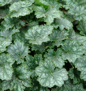 Longflower Alumroot - Heuchera longiflora