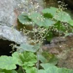 Littleflower Alumroot, Little-leaf Alumroot - Heuchera parviflora