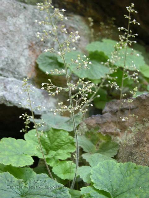 Littleflower Alumroot, Little-leaf Alumroot - Heuchera parviflora