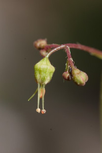 Coral Bells, American Alumroot, Rock Geranium - Heuchera americana 2