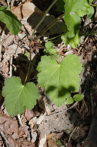 Coral Bells, American Alumroot, Rock Geranium - Heuchera americana