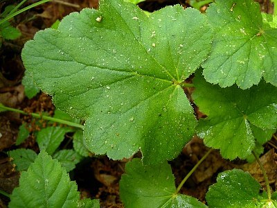 Coral Bells, American Alumroot, Rock Geranium - Heuchera americana 1