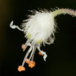 Hairy Alumroot - Heuchera villosa 1