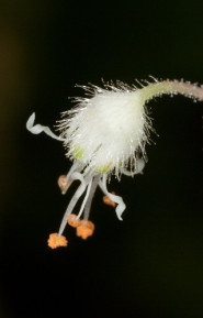 Hairy Alumroot - Heuchera villosa 1