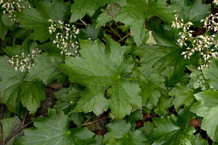 Hairy Alumroot - Heuchera villosa