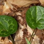 Largeflower Heartleaf - Hexastylis shuttleworthii