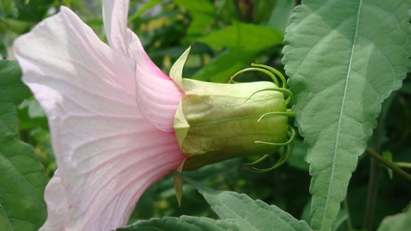 Smooth Rose Mallow, Scarlet Rose Mallow - Hibiscus laevis (Hibiscus militaris) 4