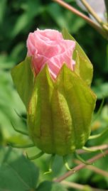 Smooth Rose Mallow, Scarlet Rose Mallow - Hibiscus laevis (Hibiscus militaris) 3