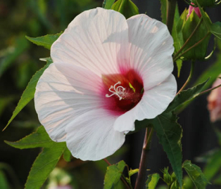 Smooth Rose Mallow, Scarlet Rose Mallow - Hibiscus laevis (Hibiscus militaris)