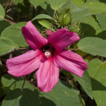 Hairy Rose Mallow - Hibiscus lasiocarpus