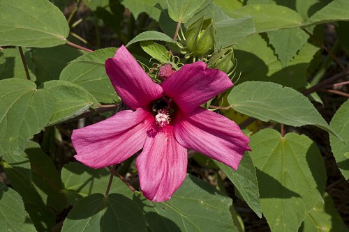 Hairy Rose Mallow - Hibiscus lasiocarpus