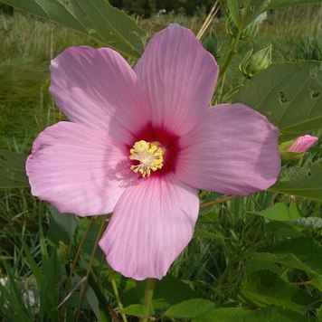 Swamp Rose Mallow - Hibiscus moscheutos