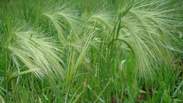 Squirrel-tail Grass, Foxtail Barley - Hordeum jubatum