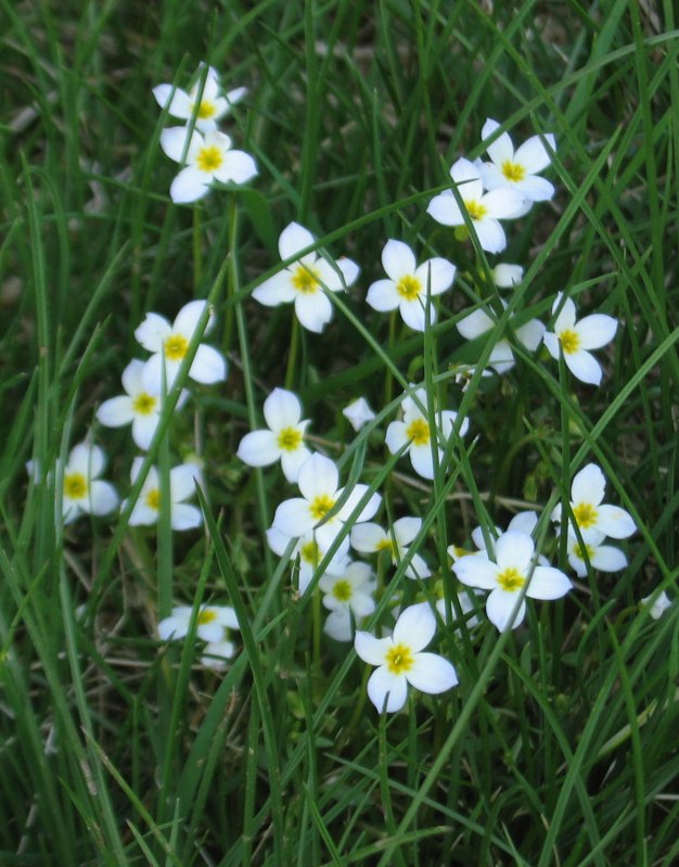 Bluets, Quaker Ladies - Hedyotis caerulea (Houstonia caerulea)