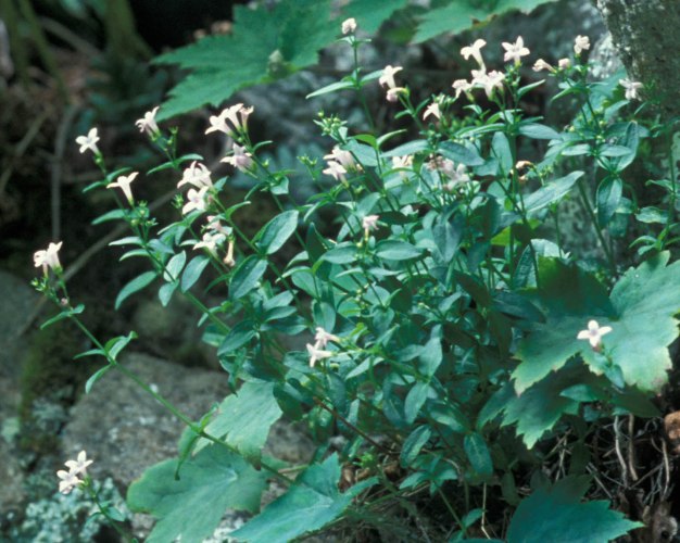 Venus’ Pride, Large or Mountain Houstonia - Houstonia purpurea (Hedyotis purpurea)