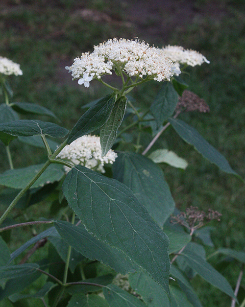 hydrangea arborescens