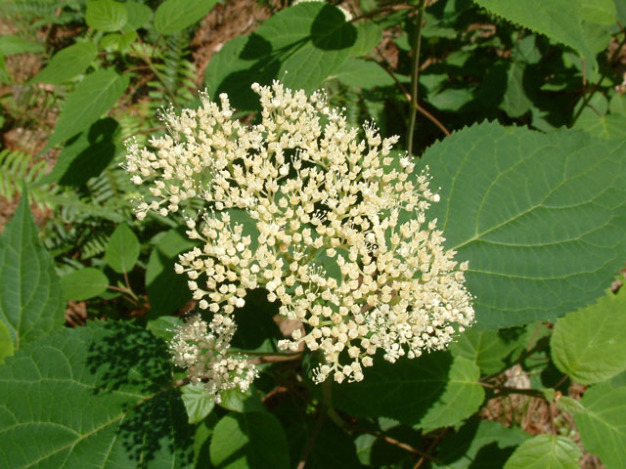 Smooth Hydrangea, Wild Hydrangea - Hydrangea arborescens 2