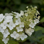 Oak-leaf Hydrangea - Hydrangea quercifolia 2