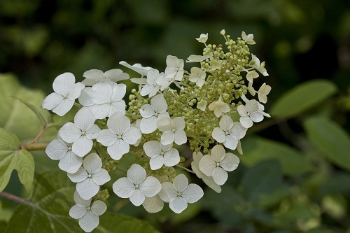 Oak-leaf Hydrangea - Hydrangea quercifolia 2