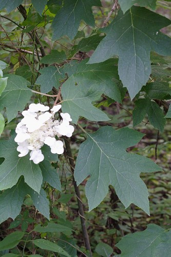 Oak-leaf Hydrangea - Hydrangea quercifolia