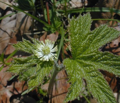 Goldenseal Hydrastis canadensis