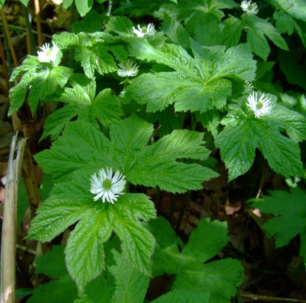 Goldenseal Hydrastis canadensis 1