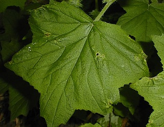 Waterleaf, Great Waterleaf - Hydrophyllum appendiculatum 2