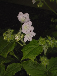 Waterleaf, Great Waterleaf - Hydrophyllum appendiculatum