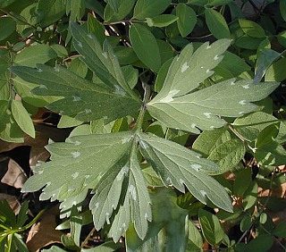 Virginia Waterleaf, Eastern Water Leaf - Hydrophyllum virginianum 2