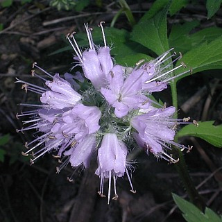 Virginia Waterleaf, Eastern Water Leaf - Hydrophyllum virginianum