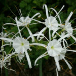 Spider Lily - Hymenocallis occidentalis
