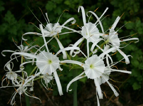 Spider Lily - Hymenocallis occidentalis