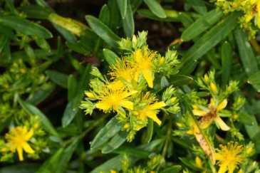 Dense St. John’s-wort, Bushy St. Johnswort - Hypericum densiflorum 5