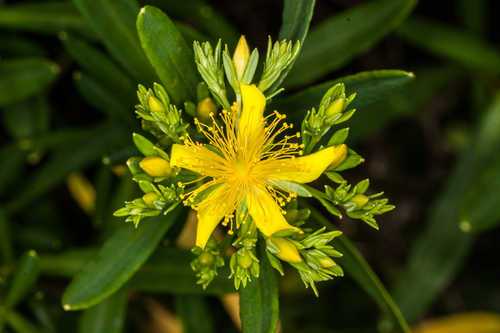 Dense St. John’s-wort, Bushy St. Johnswort - Hypericum densiflorum