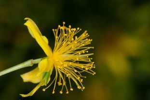 Dense St. John’s-wort, Bushy St. Johnswort - Hypericum densiflorum 2