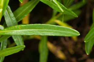 Dense St. John’s-wort, Bushy St. Johnswort - Hypericum densiflorum 3