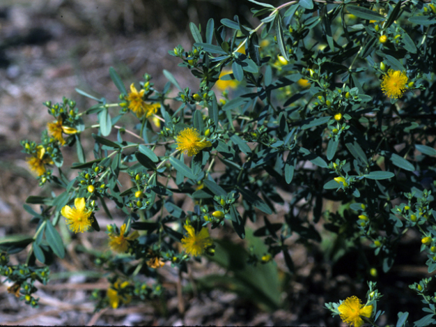 Golden St. John’s-wort - Hypericum frondosum