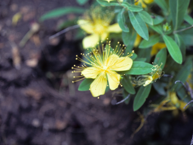 Golden St. John’s-wort - Hypericum frondosum 2
