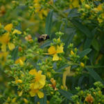 Shrubby St. John’s-wort - Hypericum proflificum