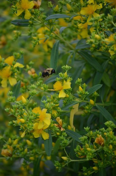 Shrubby St. John’s-wort - Hypericum proflificum