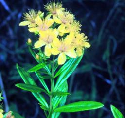 Dense St. John’s-wort, Bushy St. Johnswort - Hypericum densiflorum 4