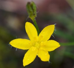 Yellow Star Grass, Gold Star - Hypoxis hirsuta 2