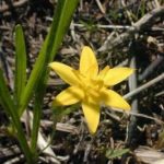 Yellow Star Grass, Gold Star - Hypoxis hirsuta 3