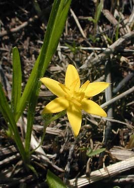 Yellow Star Grass, Gold Star - Hypoxis hirsuta 3