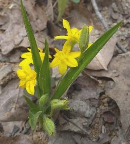 Yellow Star Grass, Gold Star - Hypoxis hirsuta