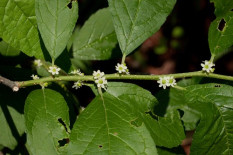 Winterberry - Ilex verticillata 3