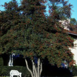 Yaupon Holly - Ilex vomitoria