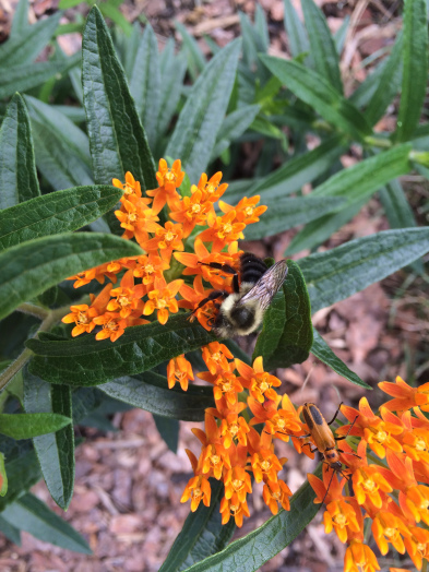 Butterfly Weed - Asclepias tuberosa