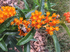 Butterfly Weed - Asclepias tuberosa 1