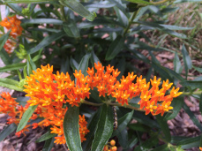 Butterfly Weed - Asclepias tuberosa 2